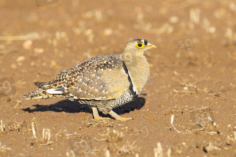 Double-banded Sandgrouse, side view of an adult standing on the ground