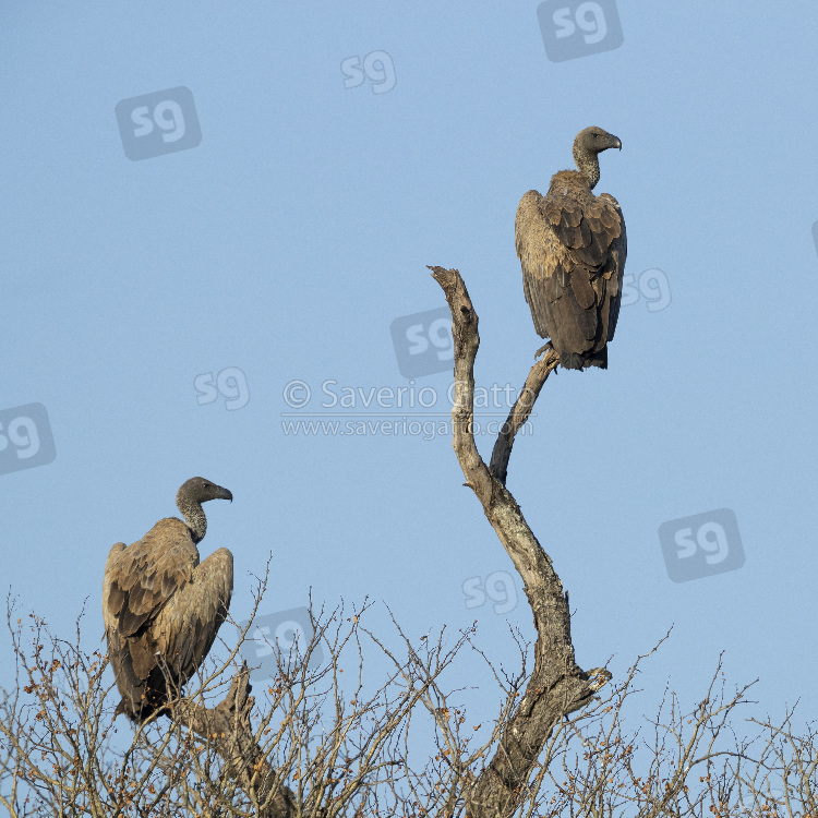 Grifone africano, due immaturi posati su un albero