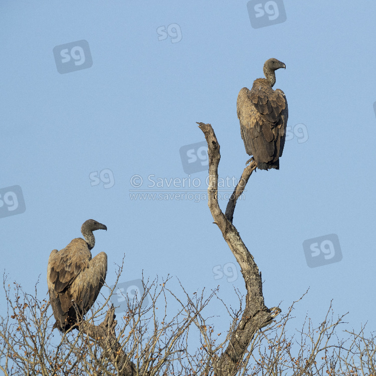 White-backed Vulture, two immatures perched on a dead tree