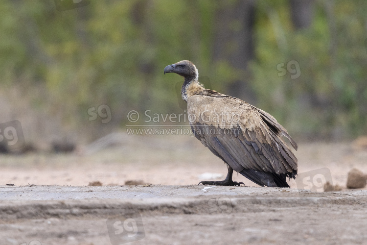 White-backed Vulture