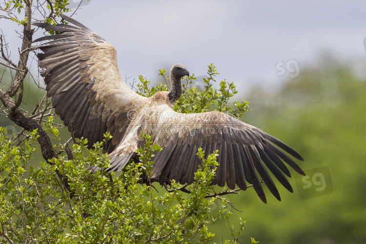 White-backed Vulture, immature perched on a tree spreading its wings