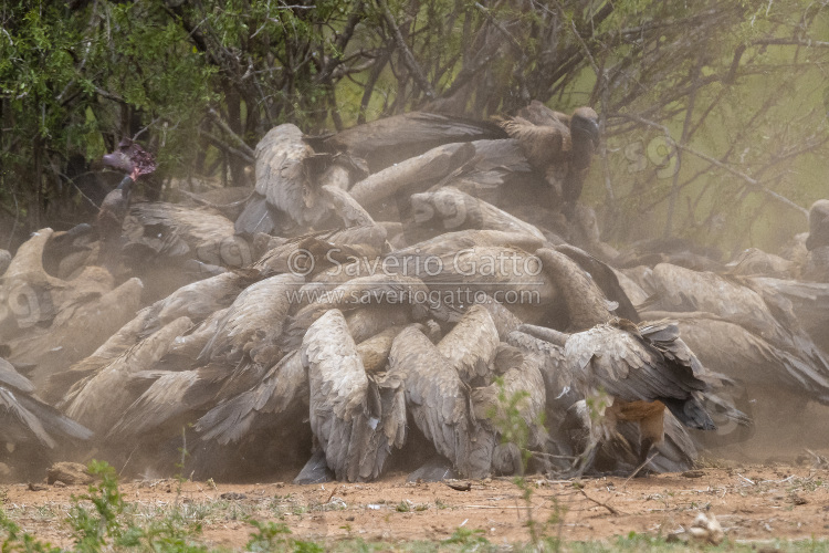 Grifone africano, individui accalcati intorno ad una carcassa