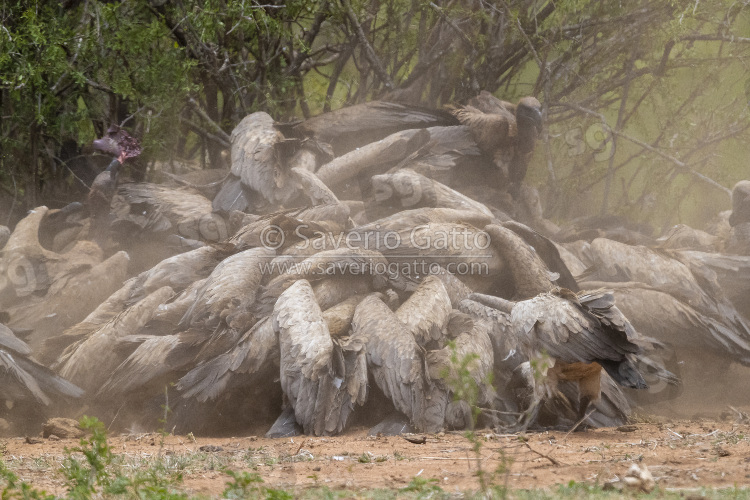 White-backed Vulture