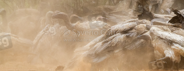 White-backed Vulture, flock feeding on a carcass