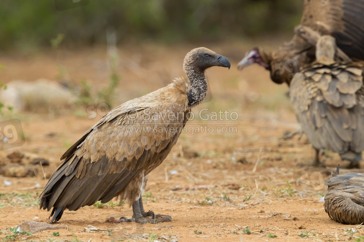 White-backed Vulture, side view of an immature standing on the ground