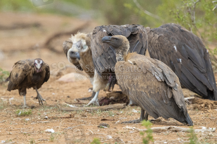 Grifone africano, immaturo insieme ad altri avvoltoi
