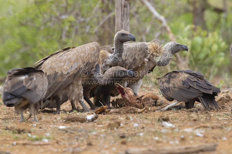 White-backed Vulture