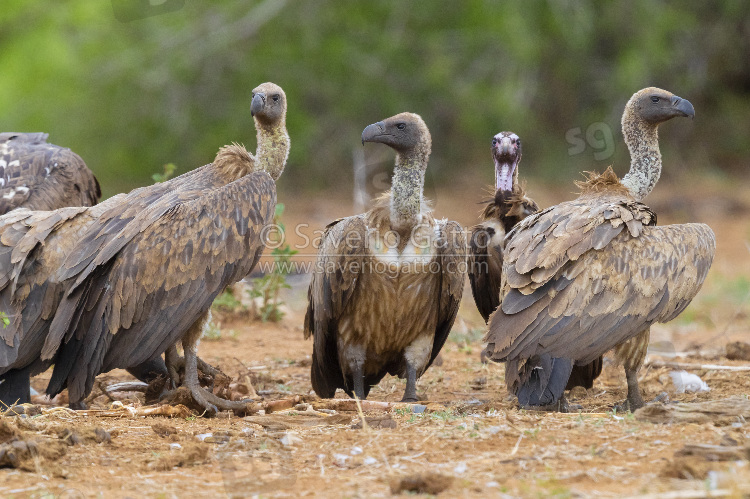 Grifone africano, immaturo insieme ad altri avvoltoi