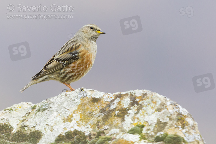 Alpine Accentor