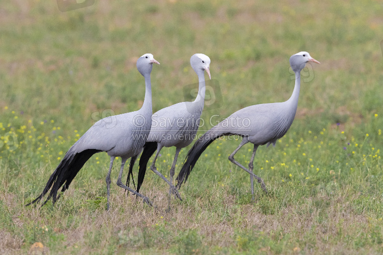 Blue Crane, three individuals walking in a grassland