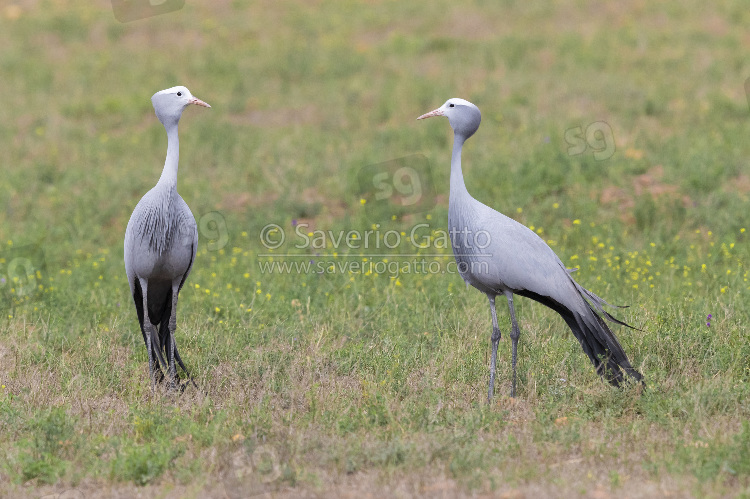 Blue Crane, two adults standing on the ground