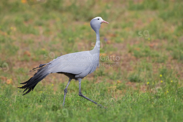 Blue Crane, side view of an adult walking