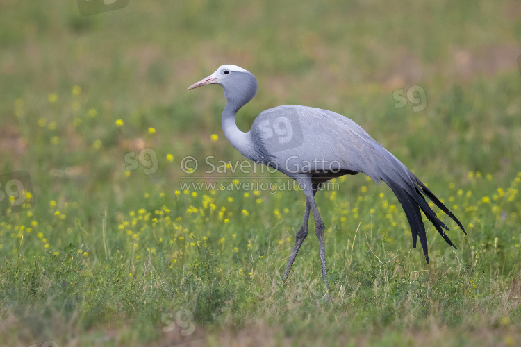 Blue Crane, adult standing in a grassland