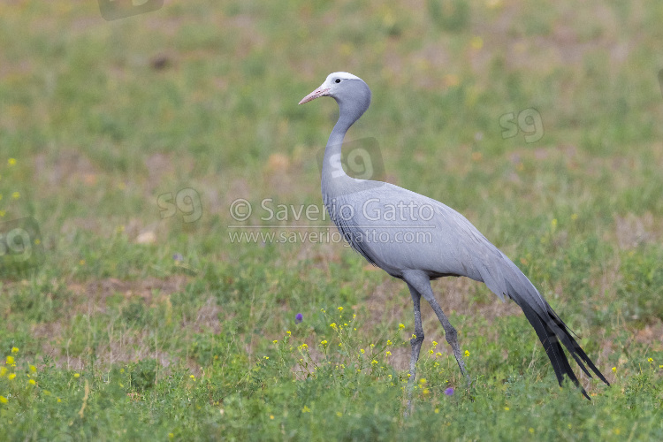 Blue Crane, side view of an adult standing in a grassland