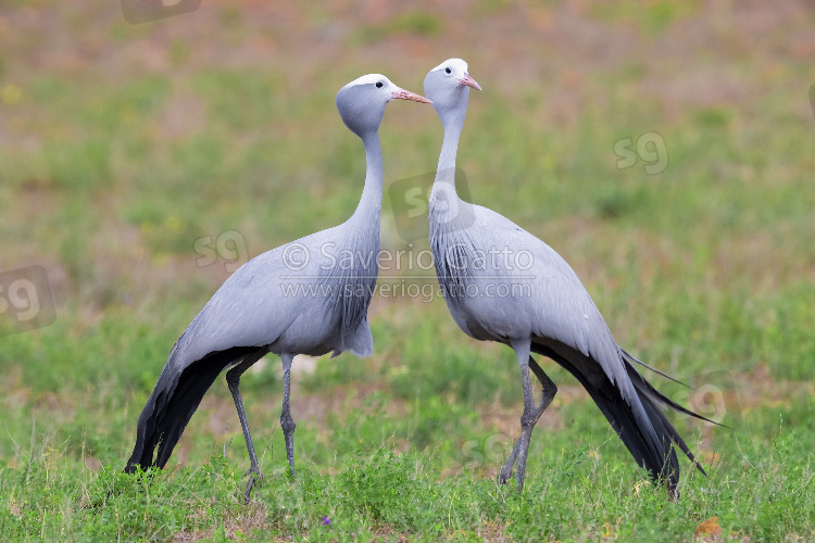 Blue Crane, two adults standing on the ground