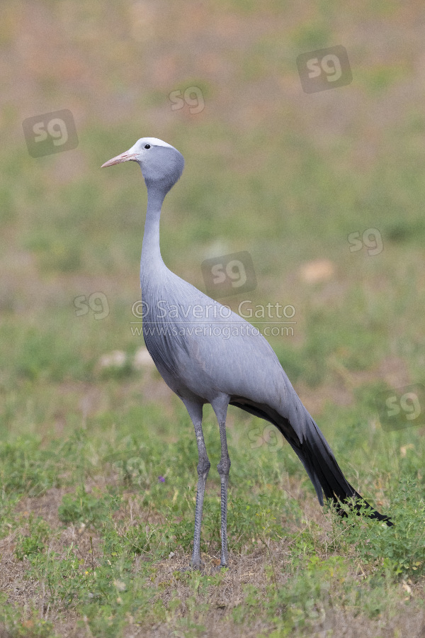 Blue Crane, adult standing on the ground