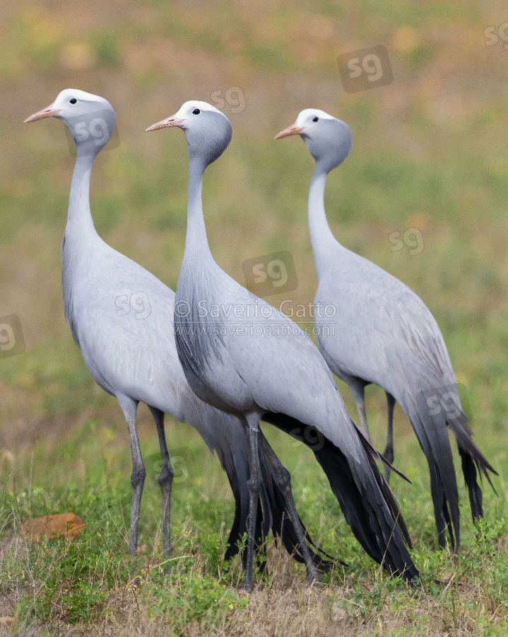 Blue Crane, three adults standing on the ground