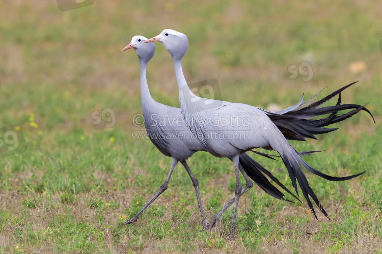 Blue Crane, two adults walking in a grassland