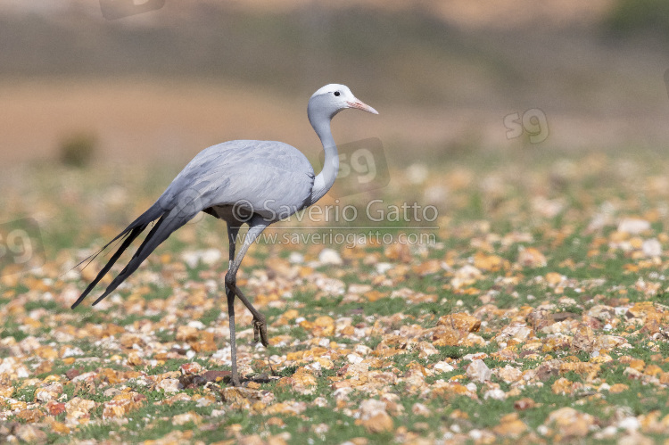 Blue Crane, adult walking on a stony ground