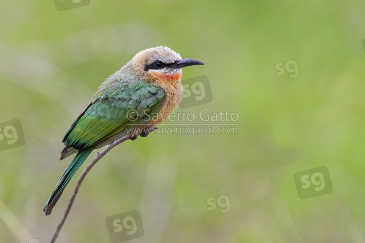 White-fronted Bee-eater, side view of an individual perched on a branch