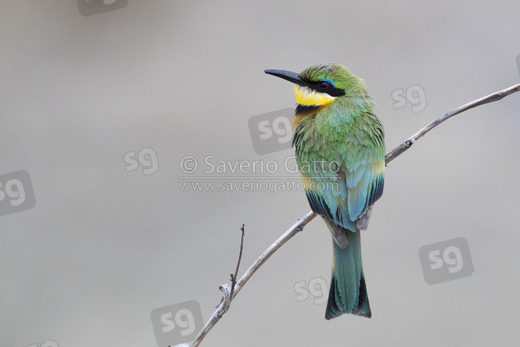 Little Bee-eater, adult perched on a branch