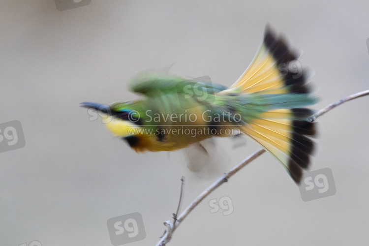 Little Bee-eater, adult in flight taken with a slow shutter speed