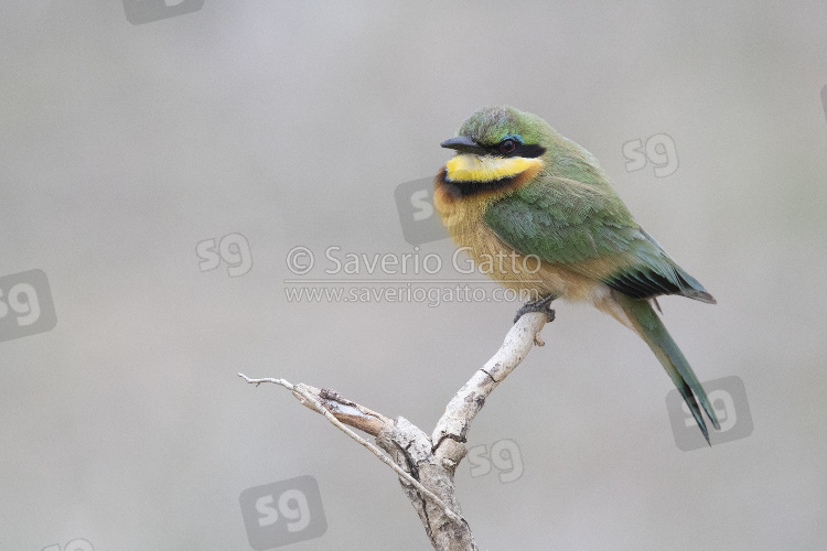 Little Bee-eater, side view of an adult perched on a branch