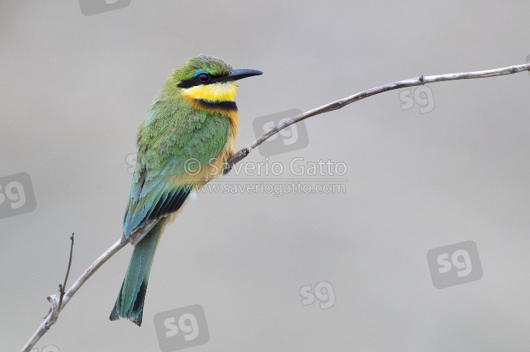 Little Bee-eater, side view of an adult perched on a branch