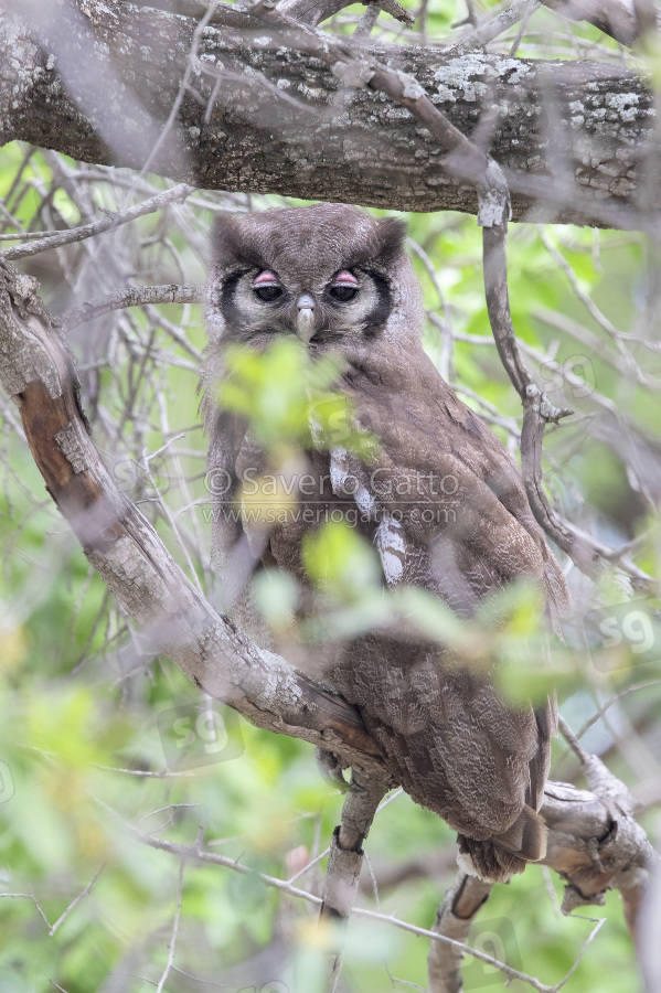 Verreaux's Eagle Owl, adult resting in the canopy during the day