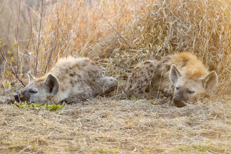 Spotted Hyena, two cubs sleeping