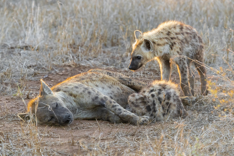 Spotted Hyena, an adult female and two cubs resting