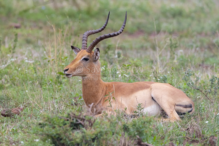 Impala, maschio adulto mentre rumina in un prato