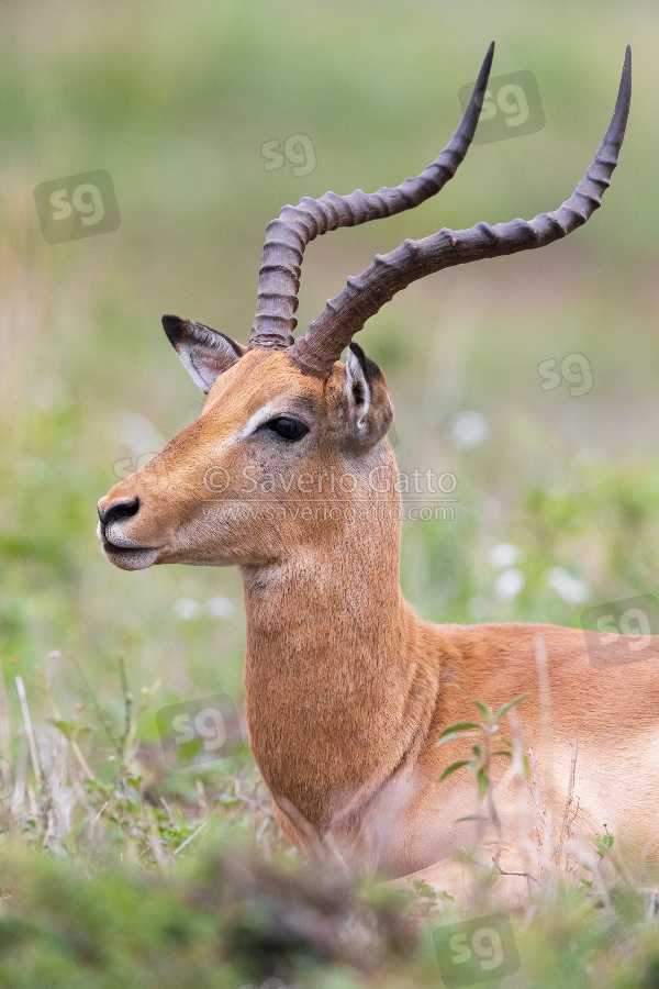Impala, primo piano di un maschio adulto