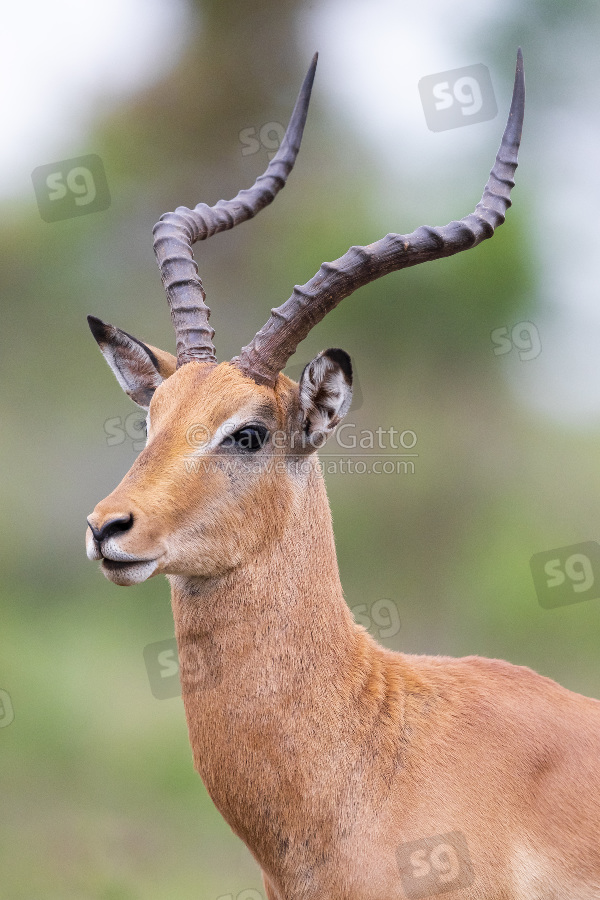 Impala, primo piano di un maschio adulto
