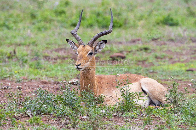 Impala, maschio adulto mentre rumina in un prato
