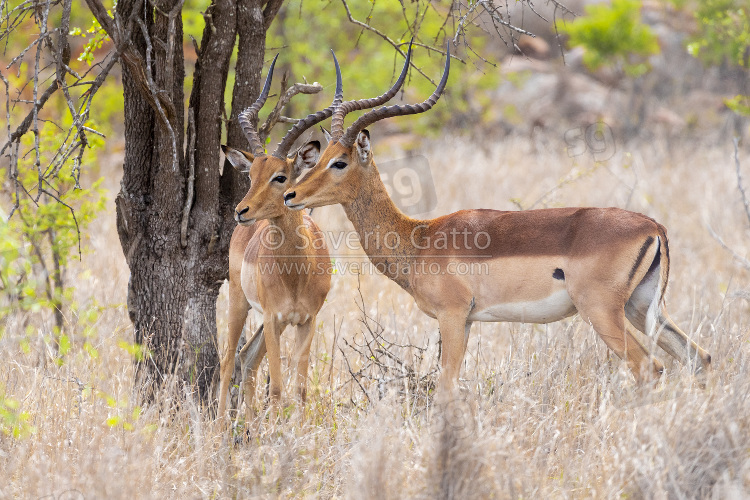 Impala, two adult males standing under a tree