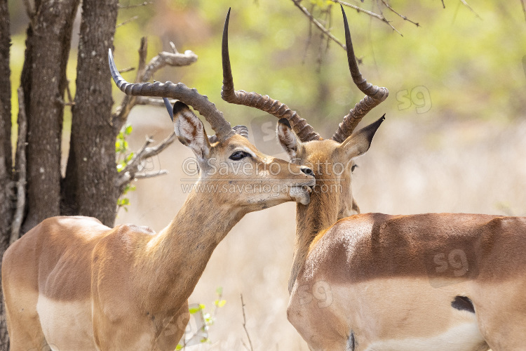 Impala, due maschi adulti che si puliscono