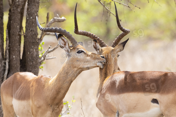 Impala, two adult males in mutual grooming