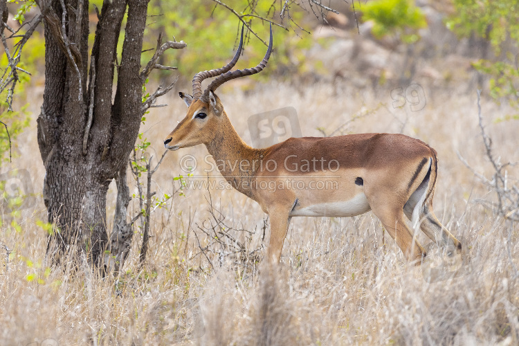 Impala, side view of an adult male standing under a tree