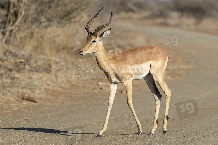 Impala, adult male crossing a road