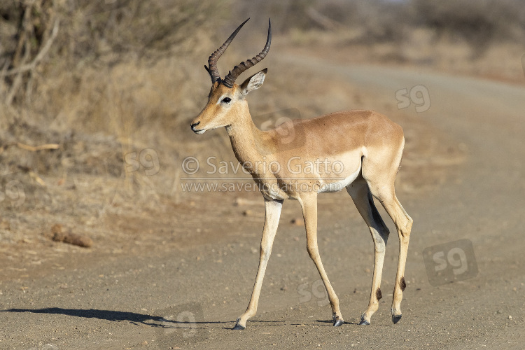 Impala, maschio adulto che attraversa una strada