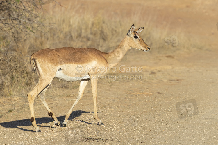 Impala, side view of an adult female standing on the ground