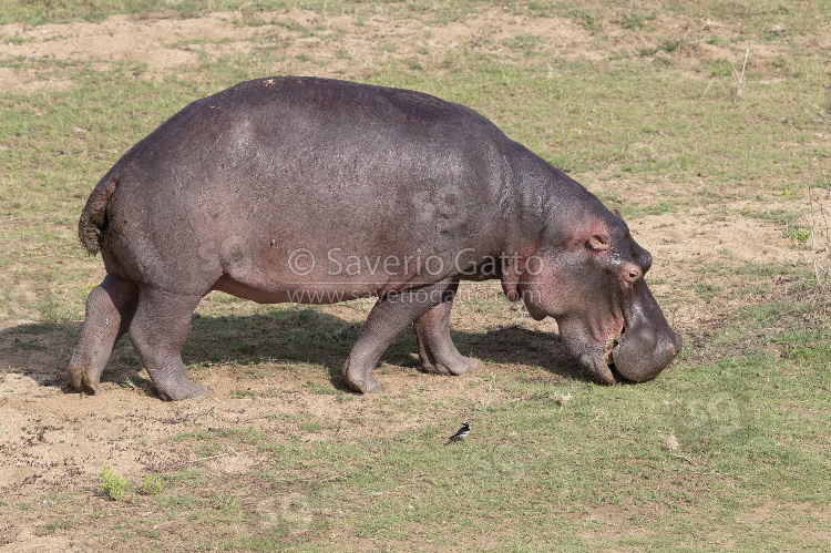 Ippopotamo, adulto che pascola in un prato