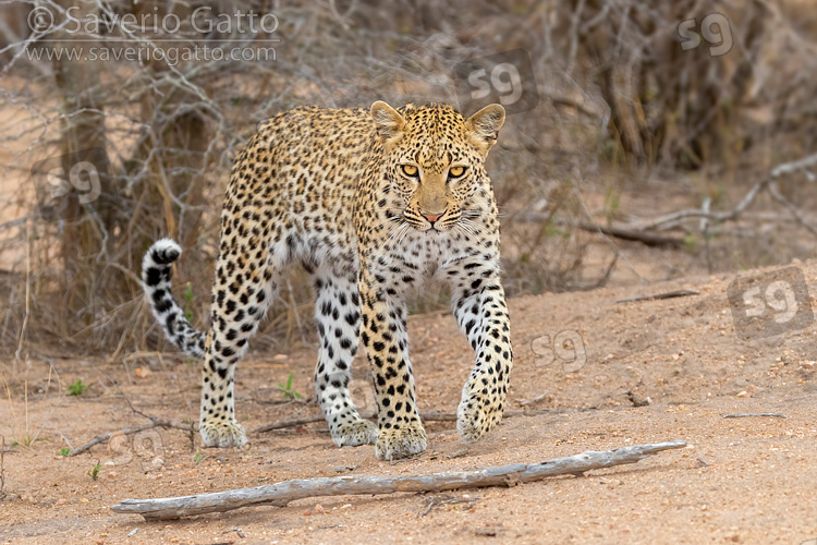 Leopardo, femmina adulta che avanza verso la fotocamera