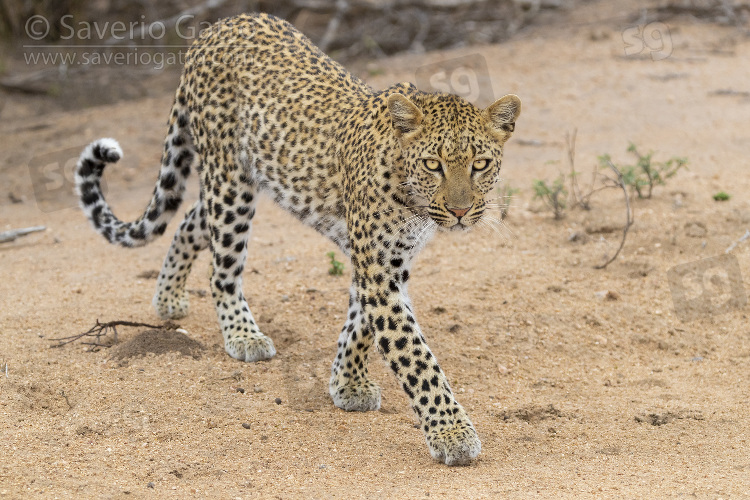 Leopardo, femmina adulta che cammina verso la fotocamera