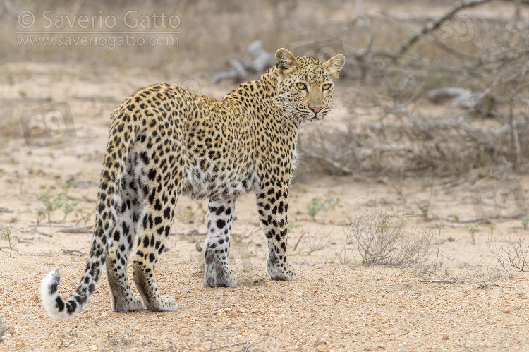 Leopard, adult female standing on the ground