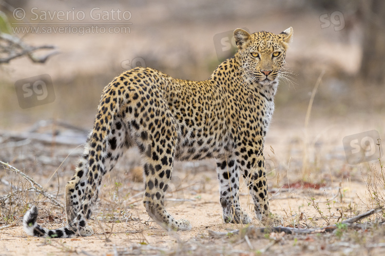 Leopardo, femmina adulta