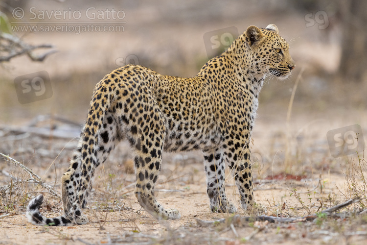 Leopardo, femmina adulta