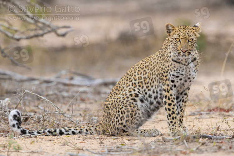 Leopardo, femmina adulta a riposo