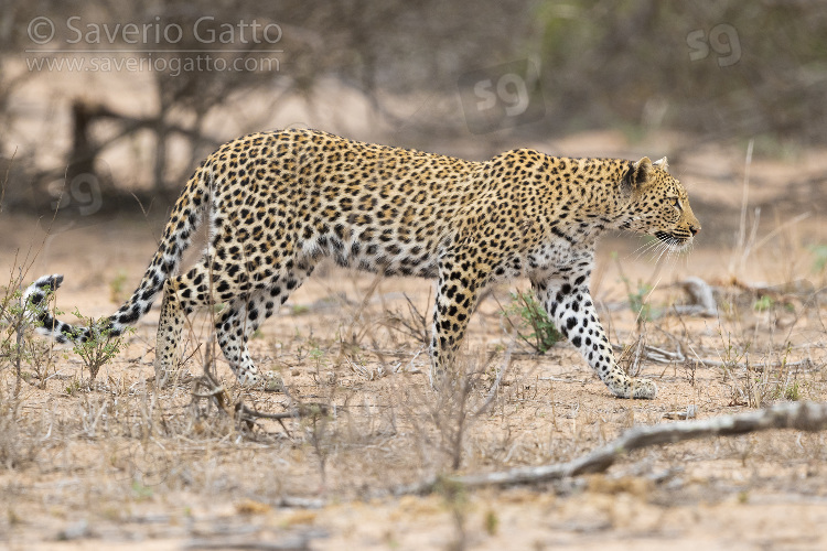 Leopardo, femmina adulta che cammina